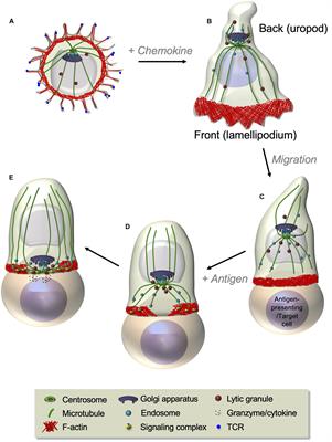 Coordinating Cytoskeleton and Molecular Traffic in T Cell Migration, Activation, and Effector Functions